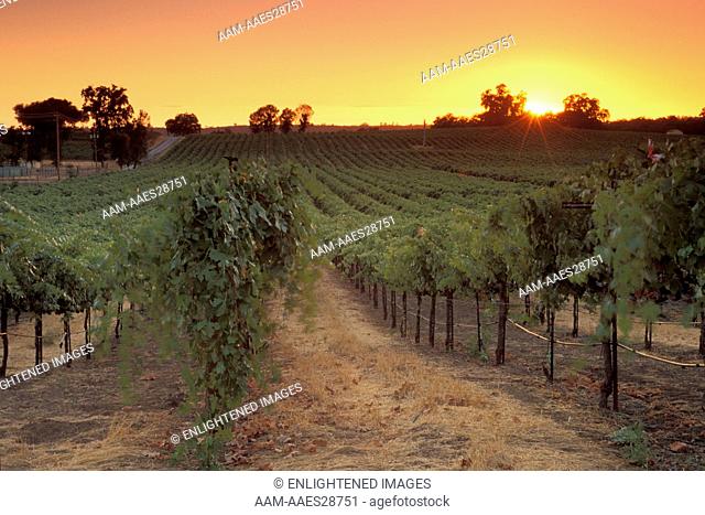 Sunset over vineyards near Plymouth, Shenandoah Valley, Amador County, California