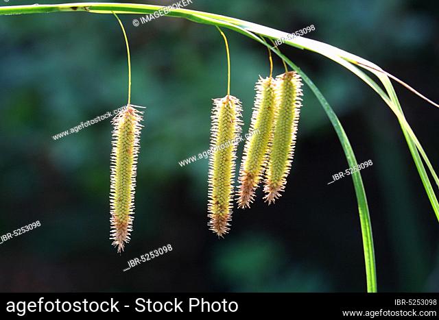 Cypress hop sedge (Carex pseudocyperus)