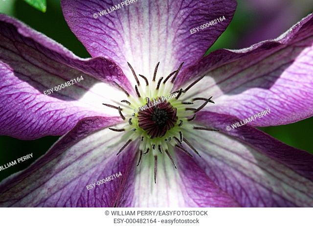 Clematis Minuet, Purple and White, Close Up, Macro