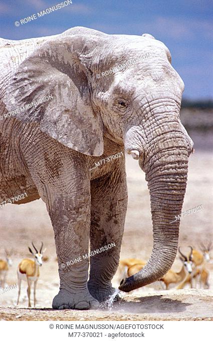 African elephant (Loxodonta africana) and springbok (Antidorcas marsupialis). Etosha National Park. Namibia