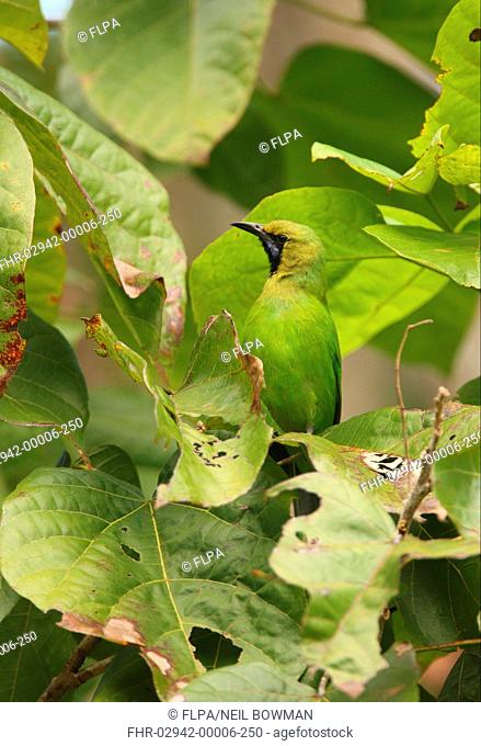 Jerdon's Leafbird Chloropsis jerdoni adult male, perched amongst leaves in tree, Sri Lanka, december
