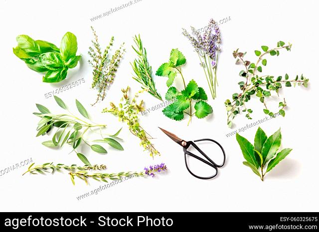Fresh garden herbs, overhead flat lay shot on a white background. Bunches of rosemary, basil, thyme and various other rustic plants