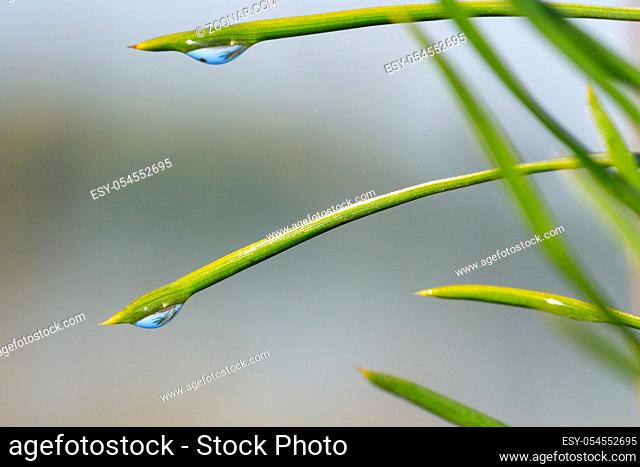 morning nature background with beautiful drop on a blade of grass