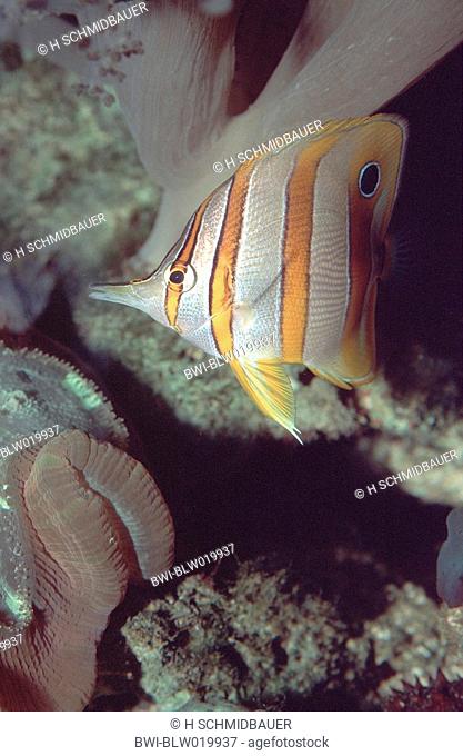 copper-banded butterflyfish, copperband butterflyfish, long-nosed butterflyfish, beaked coralfish Chelmon rostratus, captive