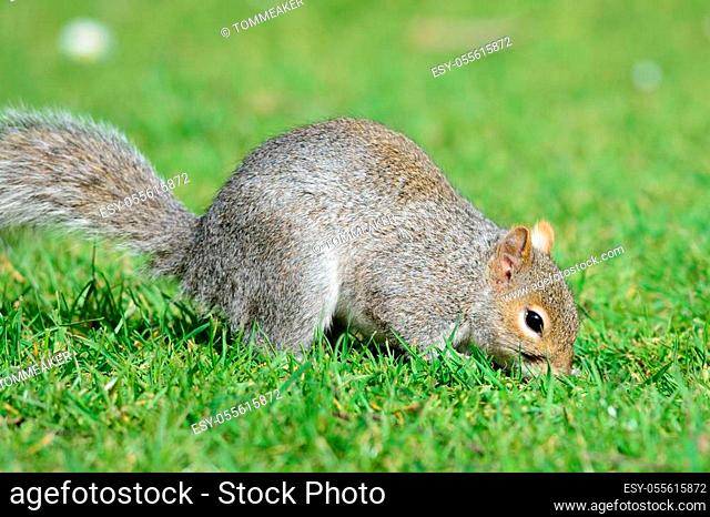 Close up portrait of a grey squirrel in the park