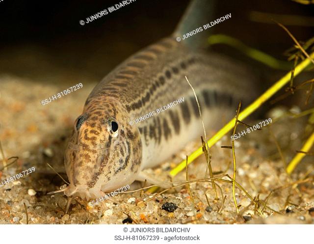 Spined Loach (Cobitis taenia). Adult fish at the lake floor Germany