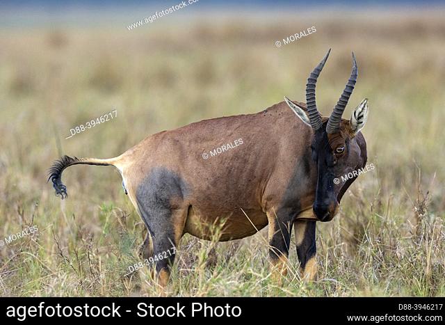 Africa, East Africa, Kenya, Masai Mara National Reserve, National Park, Topi (Damaliscus korrigum), in the savannah,