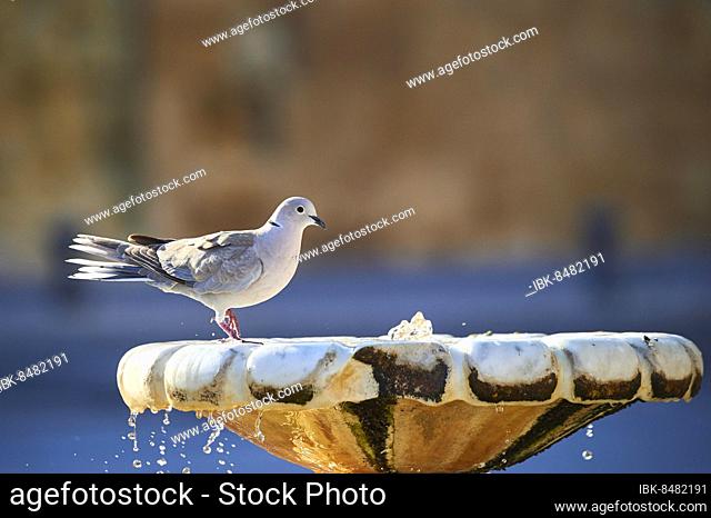 Eurasian collared dove (Streptopelia decaocto) at a water point in Tarragona, Catalonia, Spain, Europe