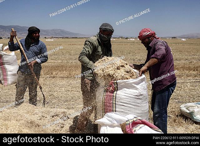 11 June 2022, Syria, Hama: Syrians men bag up wheat after reaping their crops during the wheat harvesting season in Hama Countryside