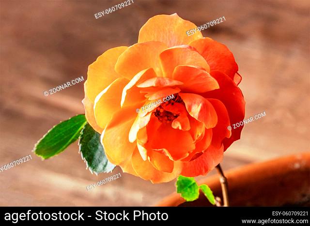 A closeup photo of a blooming pink rose on a blurred background with a place for text, selective focus