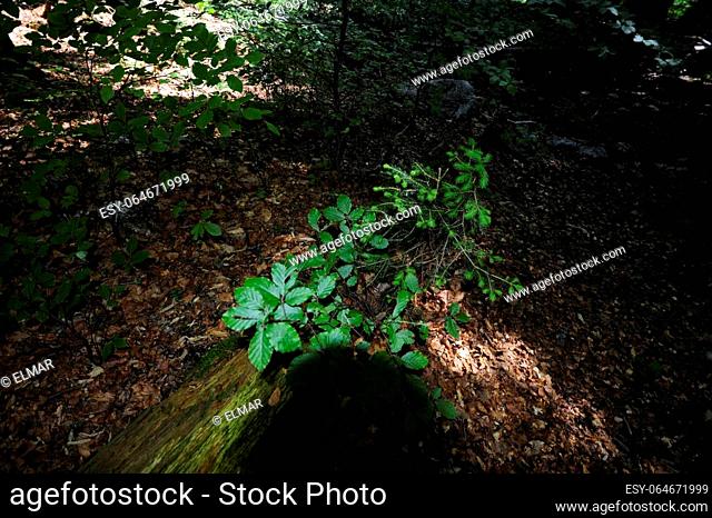 natural vegetation on the forest soil, leaves from plants and trees