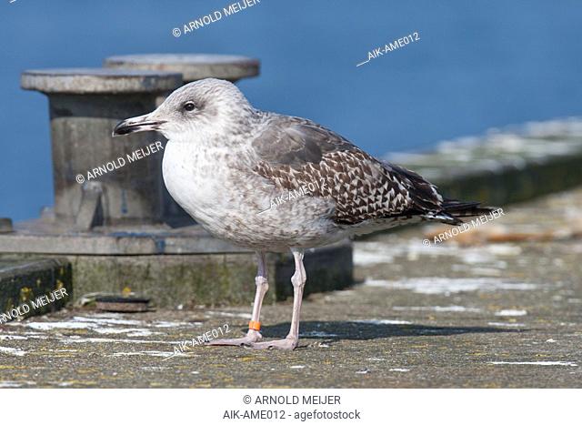 Ringed immature (second-winter) Lesser Black-backed Gull (Larus fuscus) standing in the harbor of Stellendam in the Netherlands