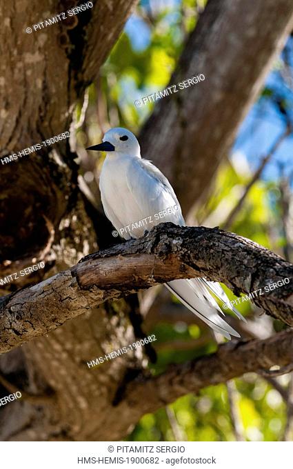 Seychelles, Denis Island, Common white-tern (Gygis alba)