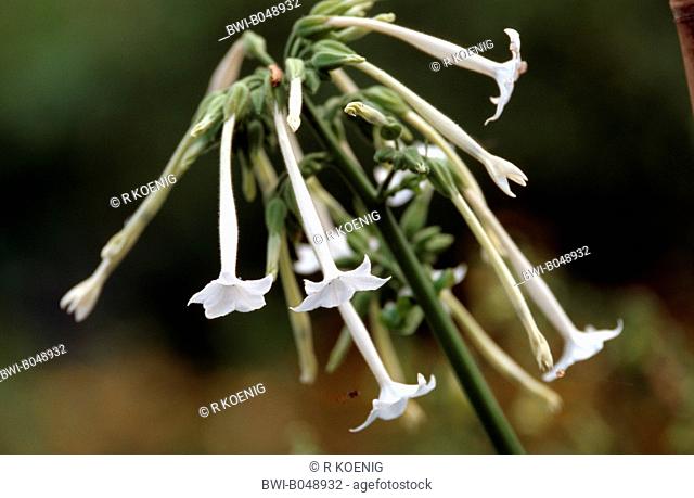 Woodland Tobacco, South American Tobacco Nicotiana sylvestris, blooming