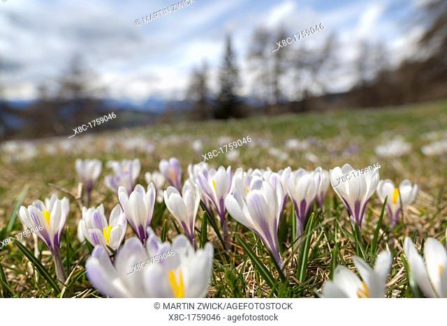 Spring Crocus Crocus vernus in the south tyrolian alps are the harbinger of spring in the mountains Meadow with blooming crocus near Moelten Europe