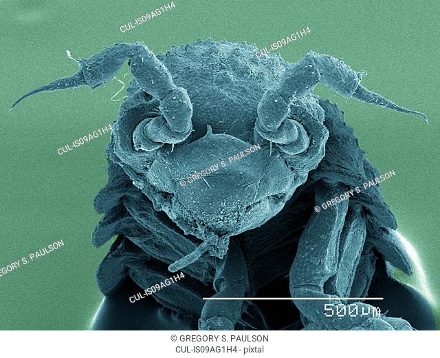 Coloured SEM of isopod, front view