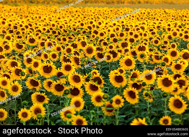 Sunflowers field near Arles in Provence, France