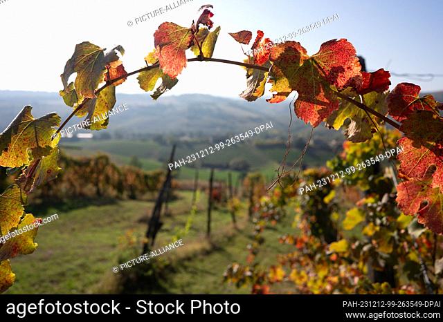 14 October 2023, Italy, Castelvetro Di Modena: Autumn-colored foliage on a grapevine. Photo: Sebastian Kahnert/dpa. - Castelvetro Di Modena/Emilia-Romagna/Italy