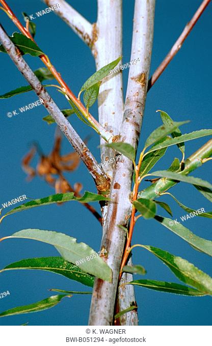 European violet-willow (Salix daphnoides), branches