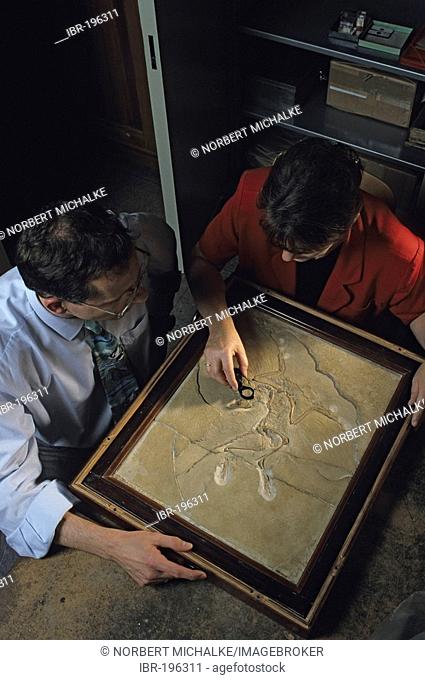 Scientists with a specimen of the prehistoric bird Archaeopteryx Lithographica, Museum of Natural History, Germany
