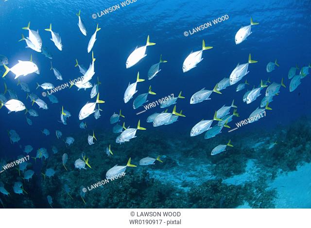 Horse-eye Jacks Caranx latus, large school of fish over coral reef, Cayman Islands, Caribbean