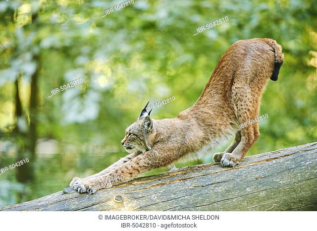 Eurasian lynx (Lynx lynx), streching on a fallen tree, captive, Bavaria, Germany, Europe