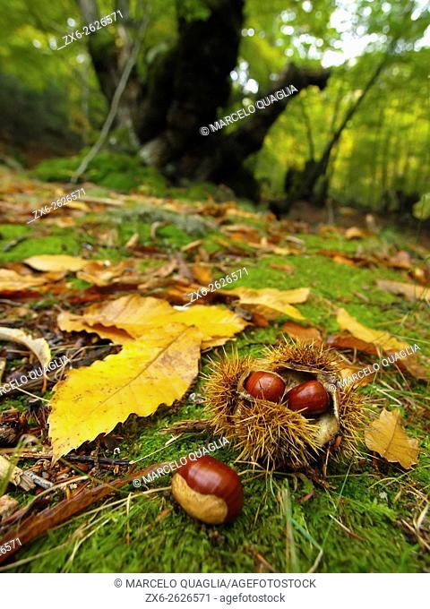 Fallen chestnuts and bur at Sweet Chestnut tree forest (Castanea sativa). Viladrau village countryside. Autumn at Montseny Natural Park