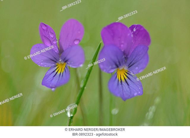 Heartsease or Wild Pansy (Viola tricolor), Emsland, Lower Saxony, Germany