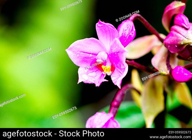 Spathoglottis plicata, eine Orchidee im Hawaii Volcanoes National Park auf Big Island, Hawaii, USA. Philippine orchid (Spathoglottis plicata)