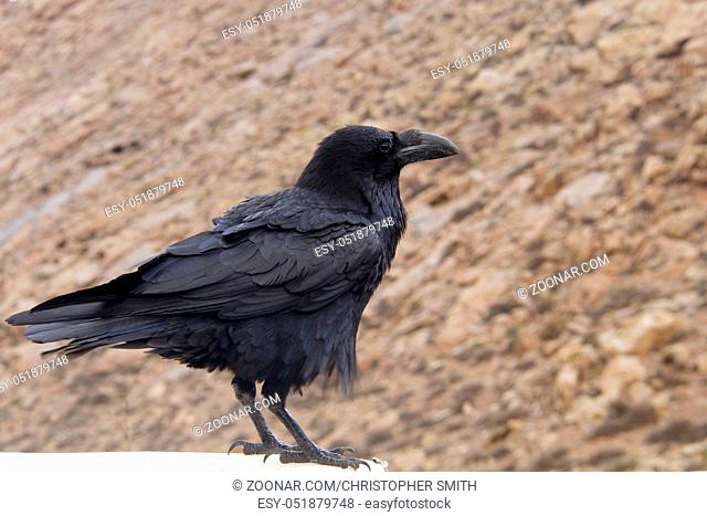 Raven perched on a ledge