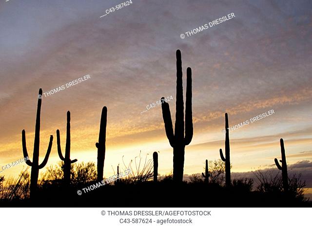 Giant Saguaro (Carnegiea gigantea) - Symbol of the American Southwest and indicator of the Sonoran Desert. At sunset.
Saguaro National Park (eastern section)