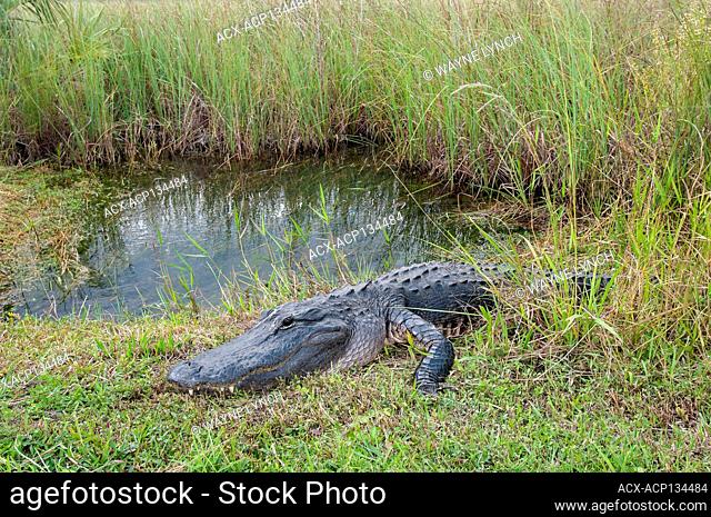 Basking alligator (Alligator mississippiensis), central Florida, USA