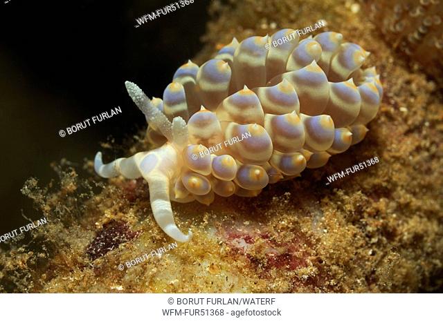 Janolus Nudibranch, Janolus spec., Kas, Mediterranean Sea, Turkey