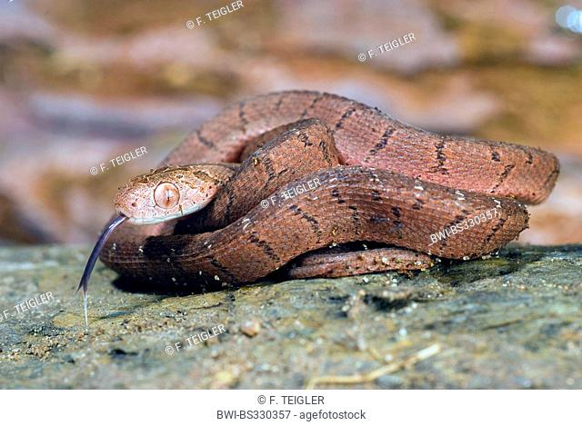 egg-eating snake, African egg-eating snake (Dasypeltis scabra), portrait, flicking