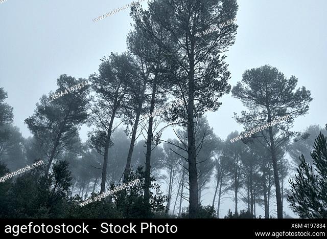 pine forest landscape in the fog in winter. Ayegui, Navarre, Spain, Europe