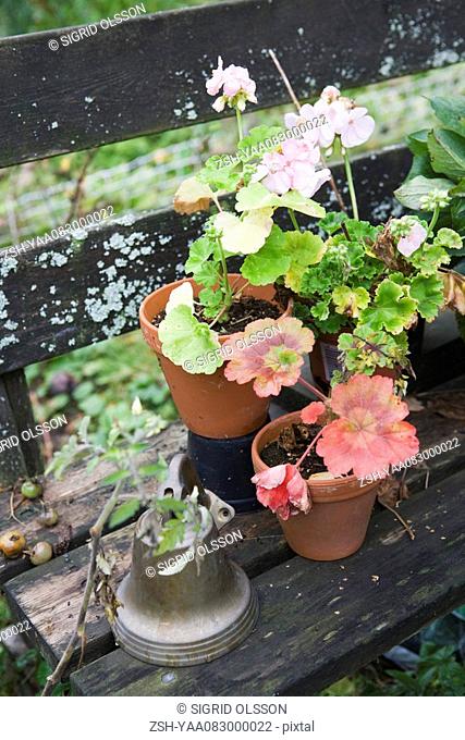 Geraniums in flower pots on wooden bench