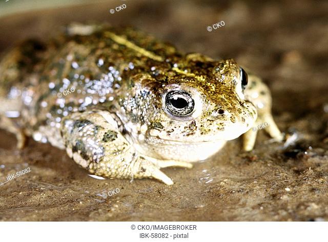 Natterjack toad (Bufo calamita) during toad migration