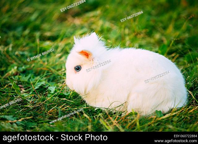 Close Profile Of Cute Dwarf Lop-Eared Decorative Miniature Snow-White Fluffy Rabbit Bunny Mixed Breed With Blue Eyes Sitting In Bright Green Grass In Garden