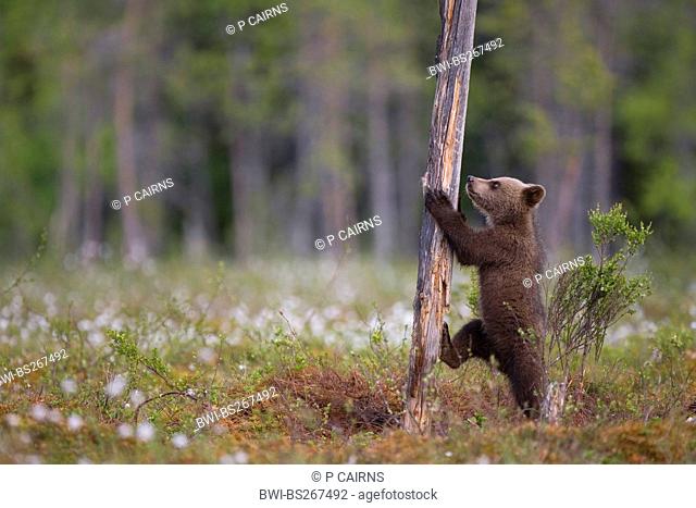 European brown bear Ursus arctos arctos, cub climbing tree in boreal forest, Finland, Martinselkonen Wilds Centre