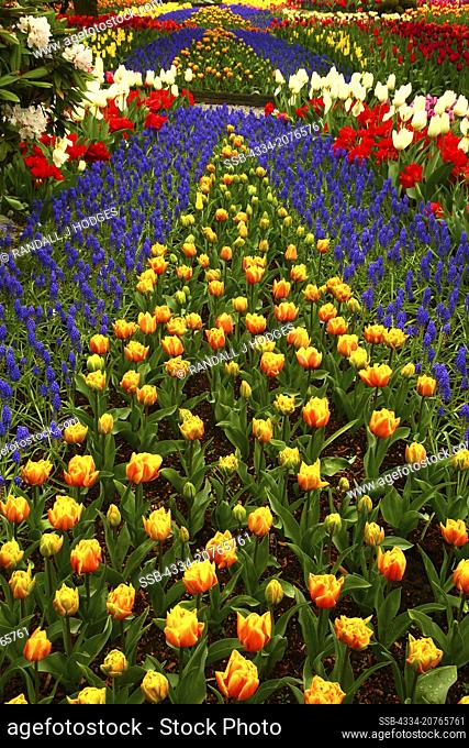 Tulip and Hyacinth Rows C/O Roozengaarde in During the Tulip Festival in Skagit Valley Washington