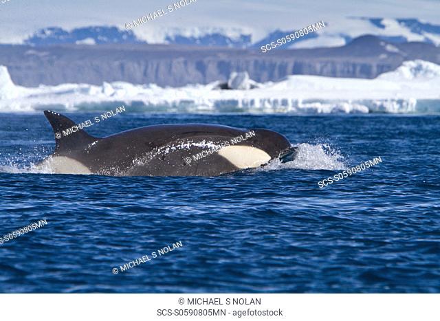 A small pod of 8 Type B killer whales Orcinus nanus in pack ice near Snow Hill Island Island at 648 26 1S 568 42 9W in the Weddell Sea, Antarctica