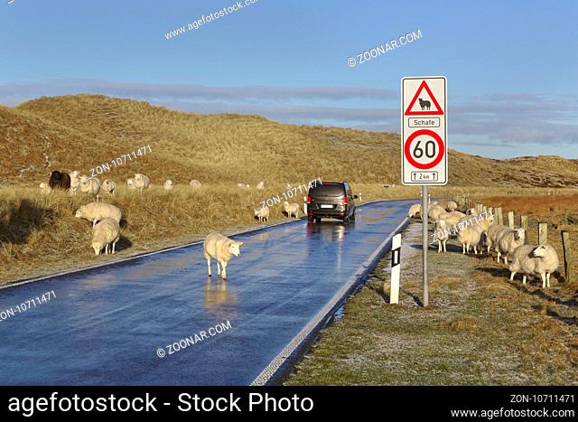 Schafe auf der Straße, Ellenbogen, List, Sylt, Nordfriesland, Schleswig-Holstein, Deutschland / Sheep on the road, Ellenbogen, List, Sylt, North Frisia