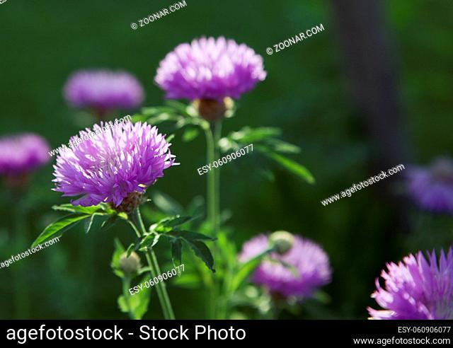 Purple flowers in a meadow on a sunny day