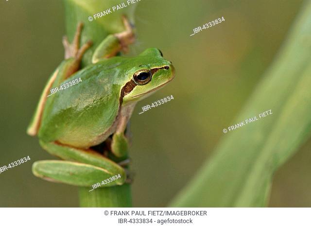 Full-grown Mediterranean Tree Frog (Hyla meridionalis) on reed, Alentejo, Portugal
