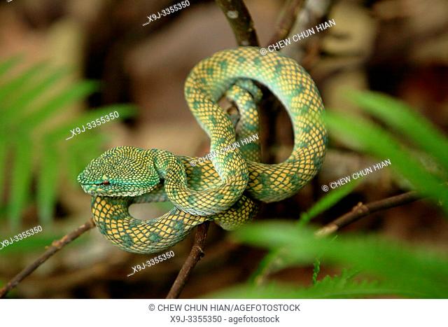 Malaysia, Sarawak state, Bako National Park, WagLer's pit viper (Tropidolaemus wagleri)