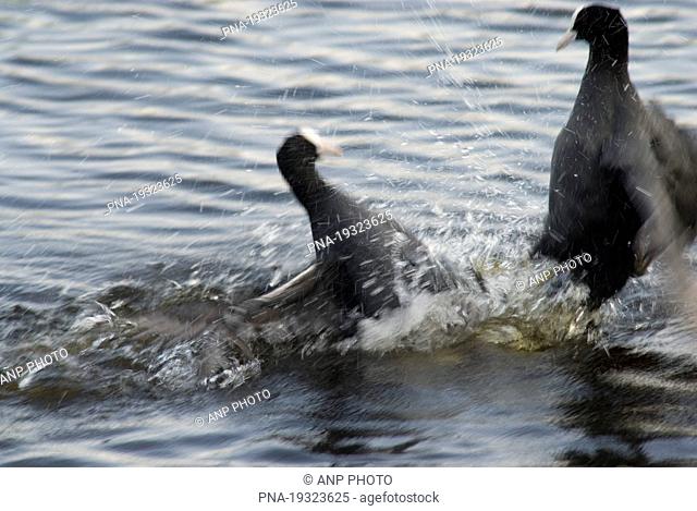 Common Coot Fulica atra - The Netherlands, Holland, Europe