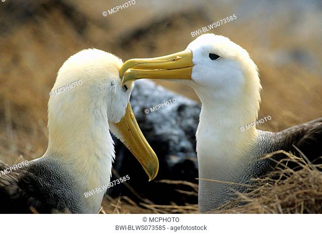 waved albatross, Galapagos albatross Diomedea irrorata, couple grooming, Ecuador, Galapagos Islands
