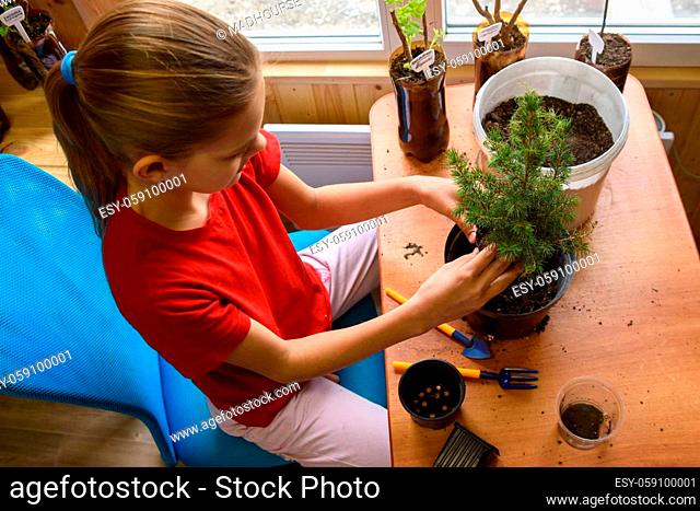 A girl transplants a spruce seedling at a table by the window, top view