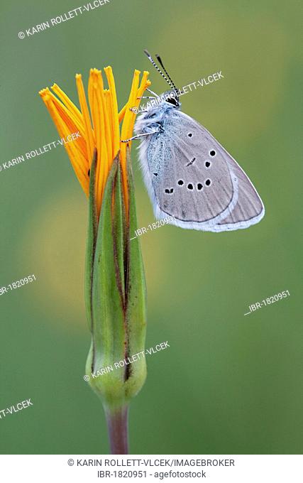 Small Blue (Cupido minimus) on a Meadow Salsify (Tragopogon pratensis), Burgenland, Austria, Europe