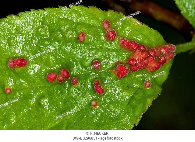 gall mite (Eriophyes padi prunianus), galls on the leaves of Prunus, Germany